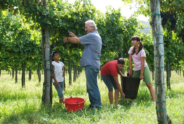 vita azienda agricola parovel