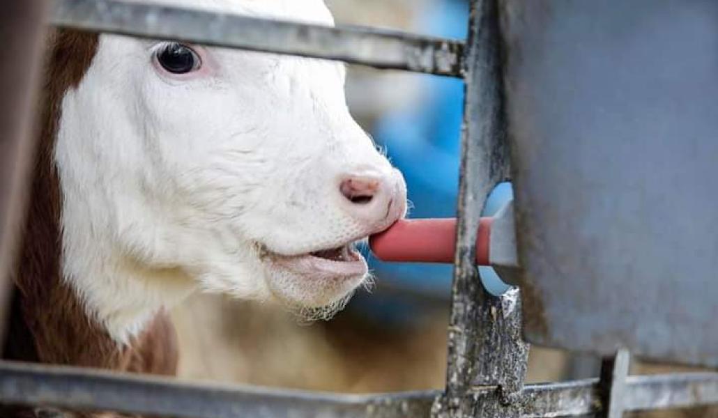 vitello azienda agricola cabas simone