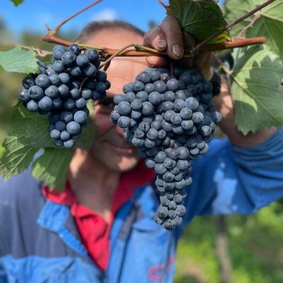 azienda agricola foschiatto
