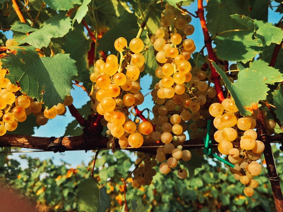 uva azienda forchir viticoltori in friuli