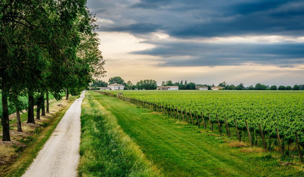 azienda forchir viticoltori in friuli