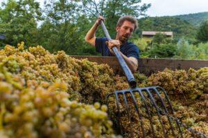 azienda agricola di gaspero flavia e umberto