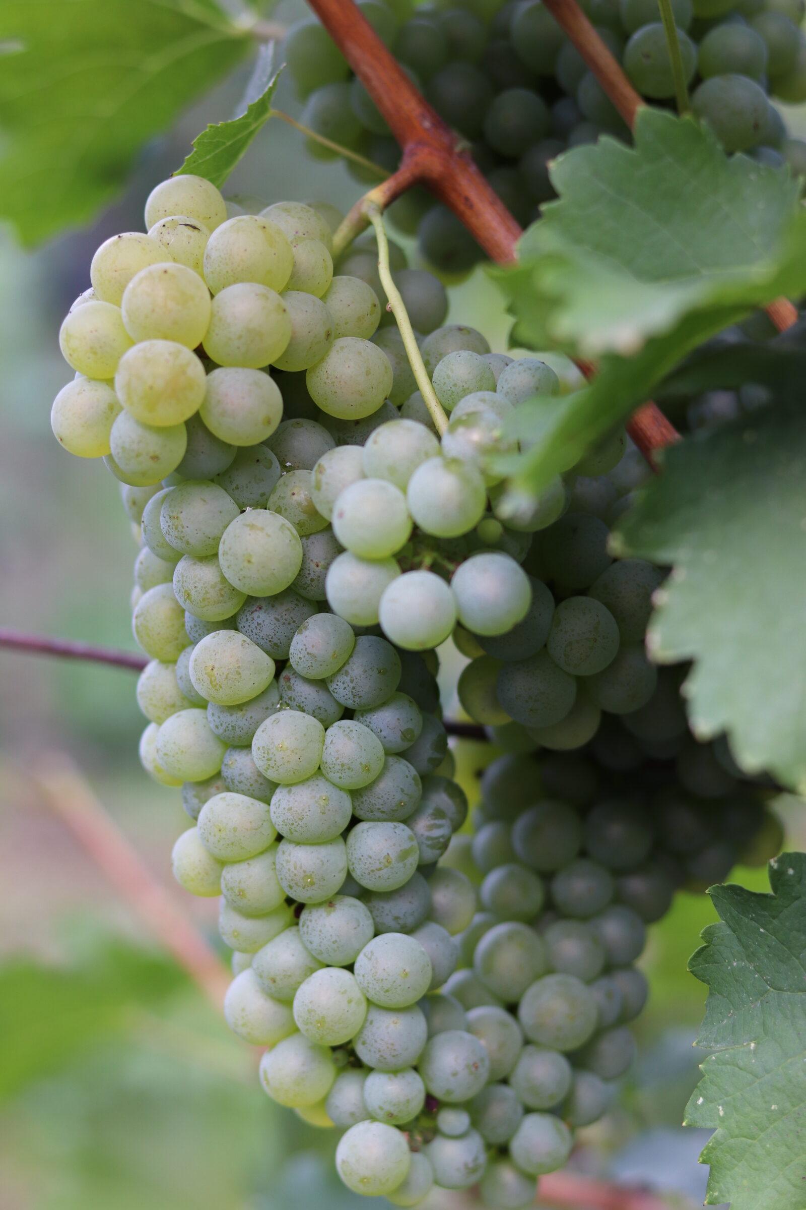 uva azienda agricola foschiatto