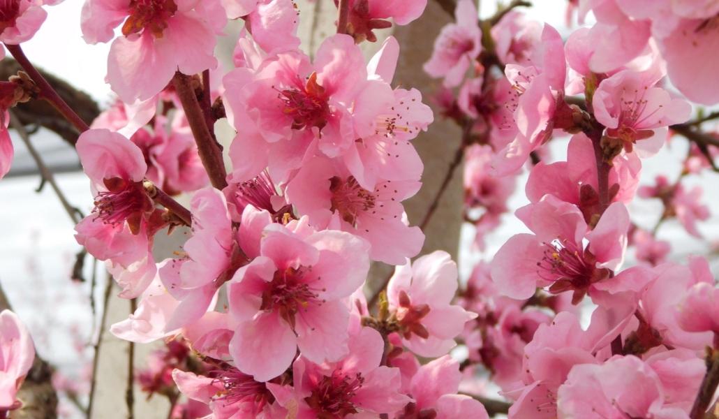 fiori rosa malpaga kurt