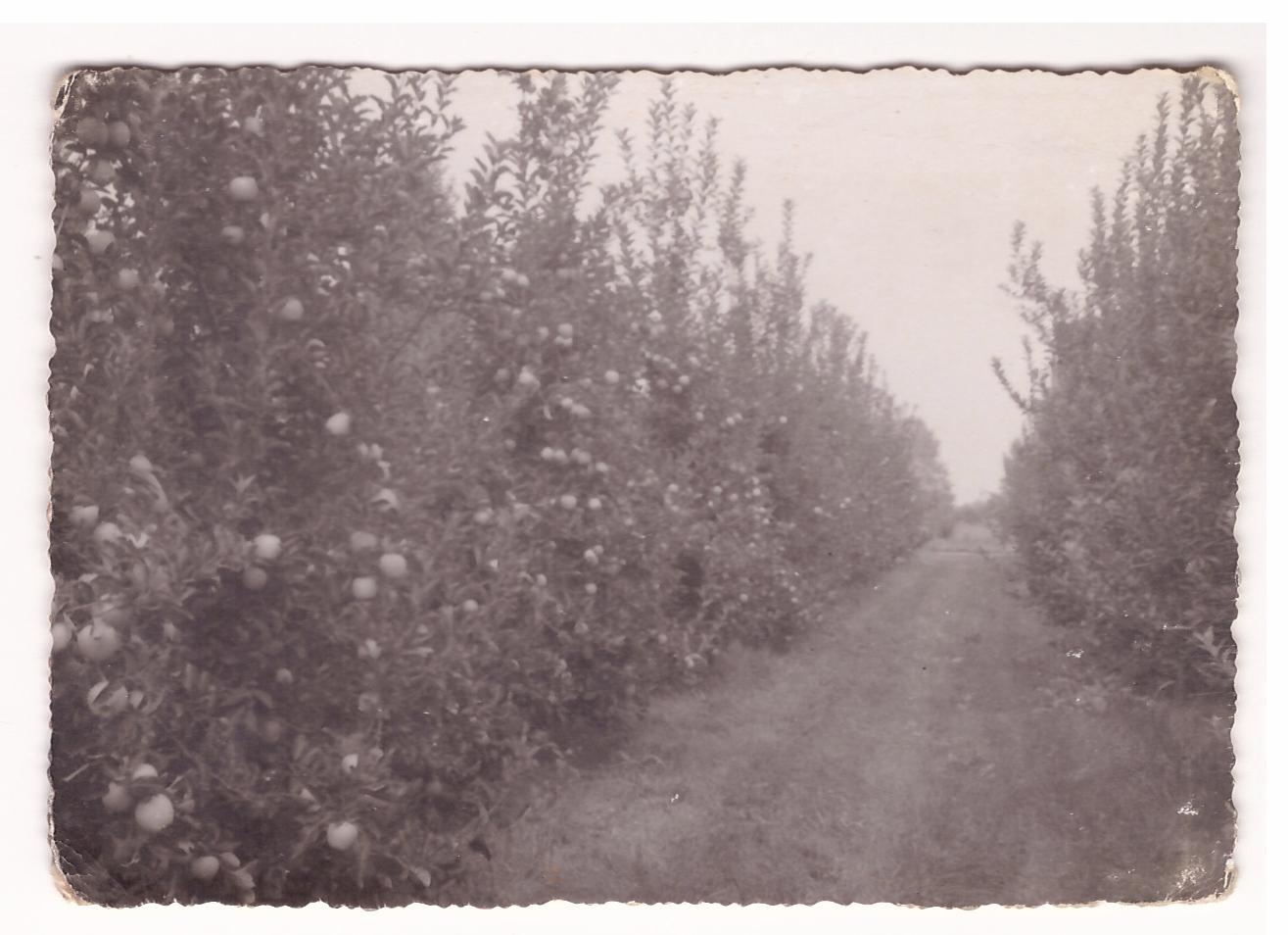 foto storia malpaga kurt