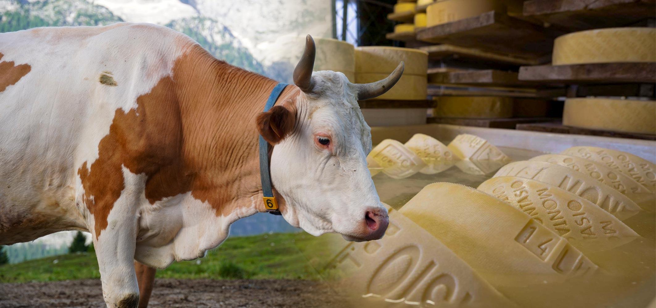 Associazione Allevatori del Friuli Venezia Giulia