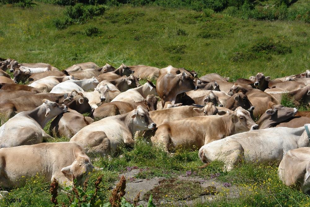 mucche caseificio sociale alto but