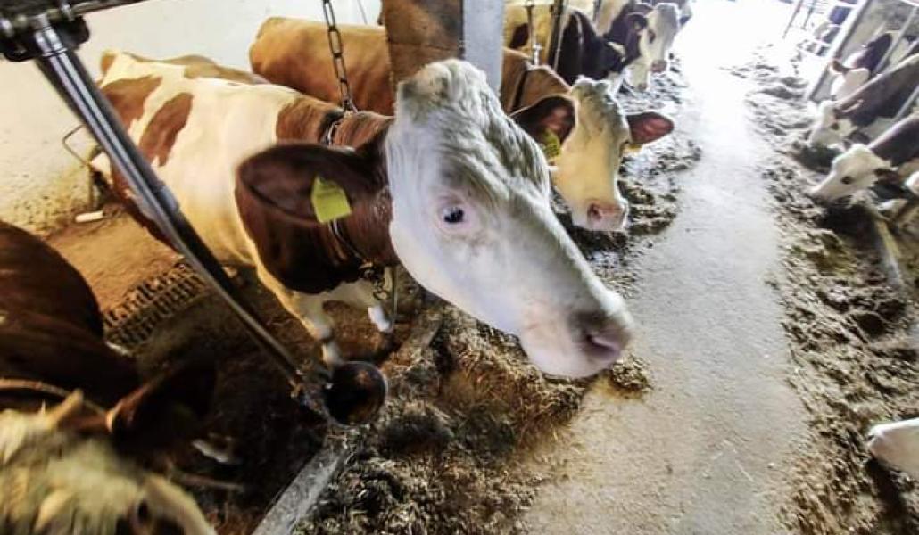 stalla azienda agricola cabas simone