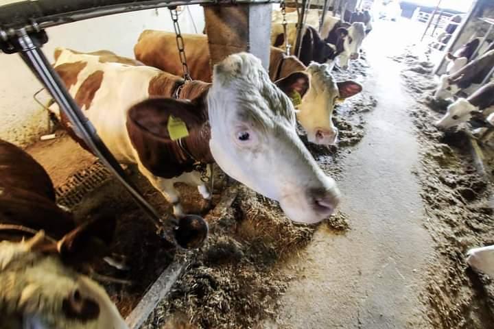 stalla azienda agricola cabas simone