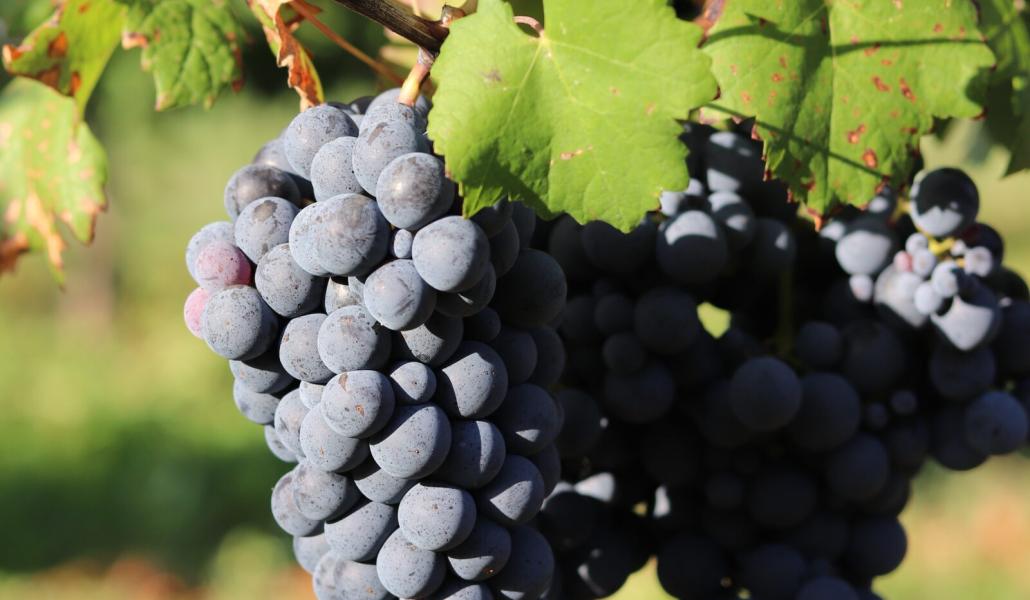 uva azienda agricola foschiatto