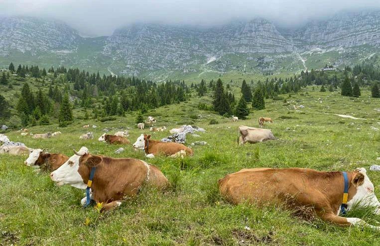 mucche azienda agricola biologica la sisile