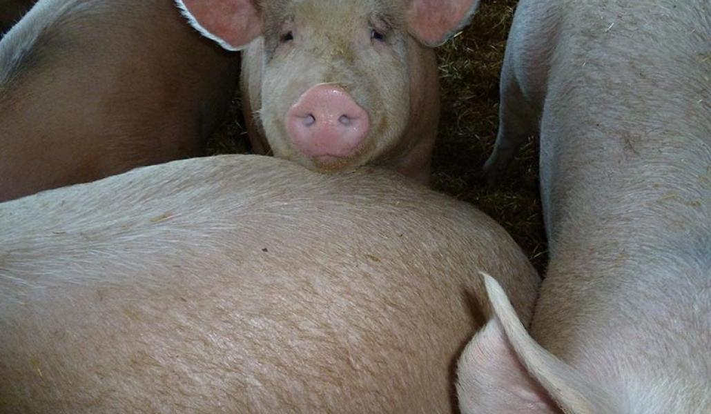 la fattoria di pavia suini