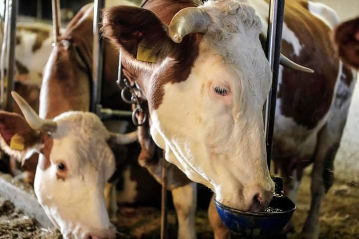 mucche azienda agricola cabas simone