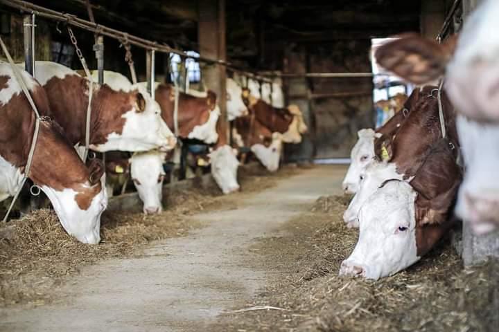 stalla azienda agricola cabas simone