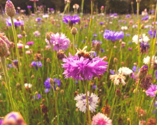 Prato stabile con api e fiori di campo