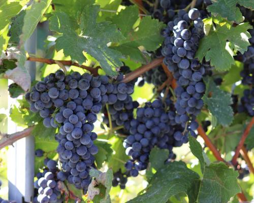 Uve di Cabernet Franc