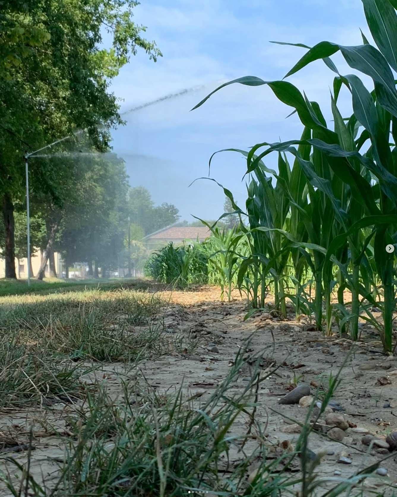 Mais coltivazione azienda tellan