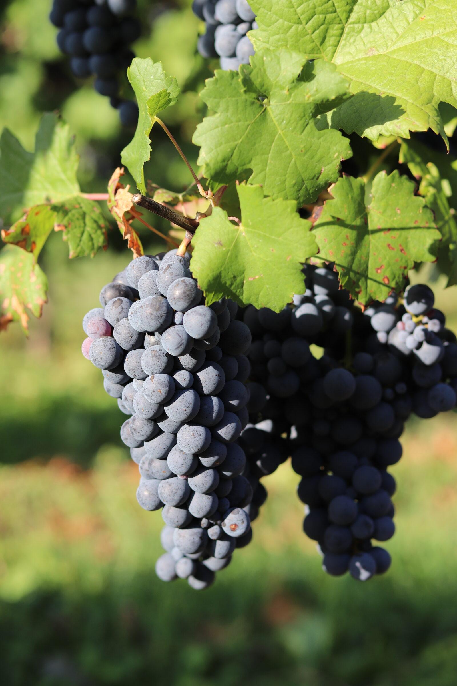 uva azienda agricola foschiatto