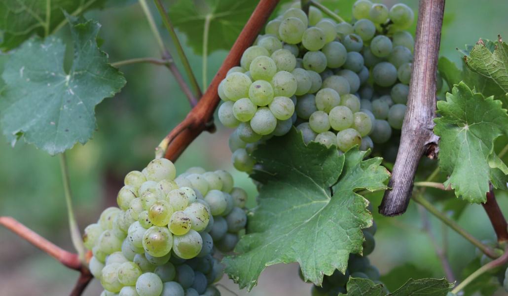 uva azienda agricola foschiatto