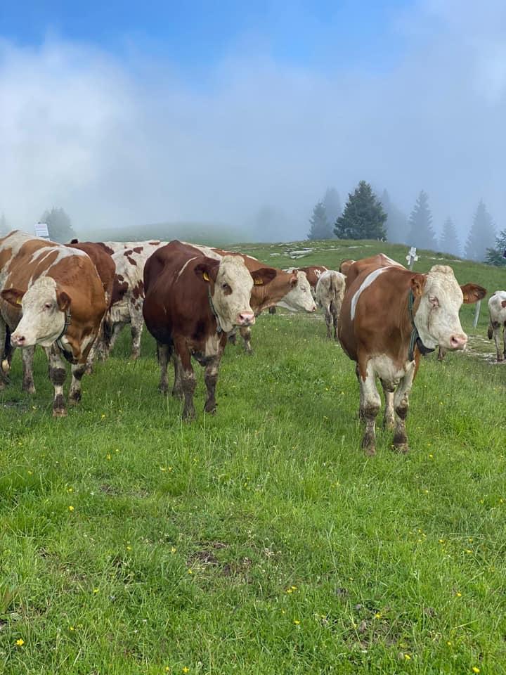 mucche azienda agricola lireste