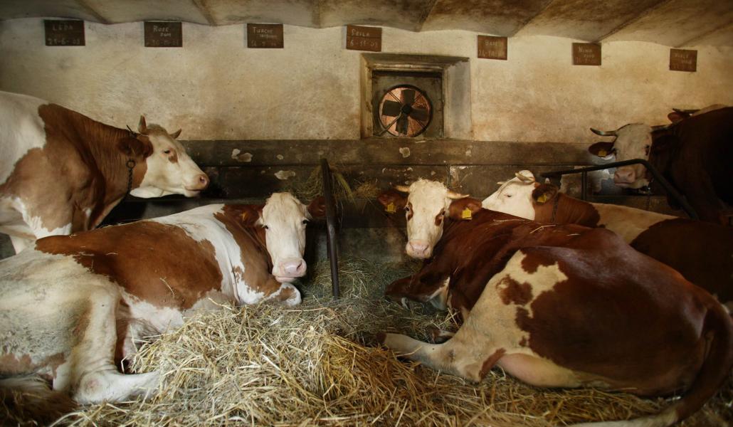 mucche latteria di fagagna borgo paludo