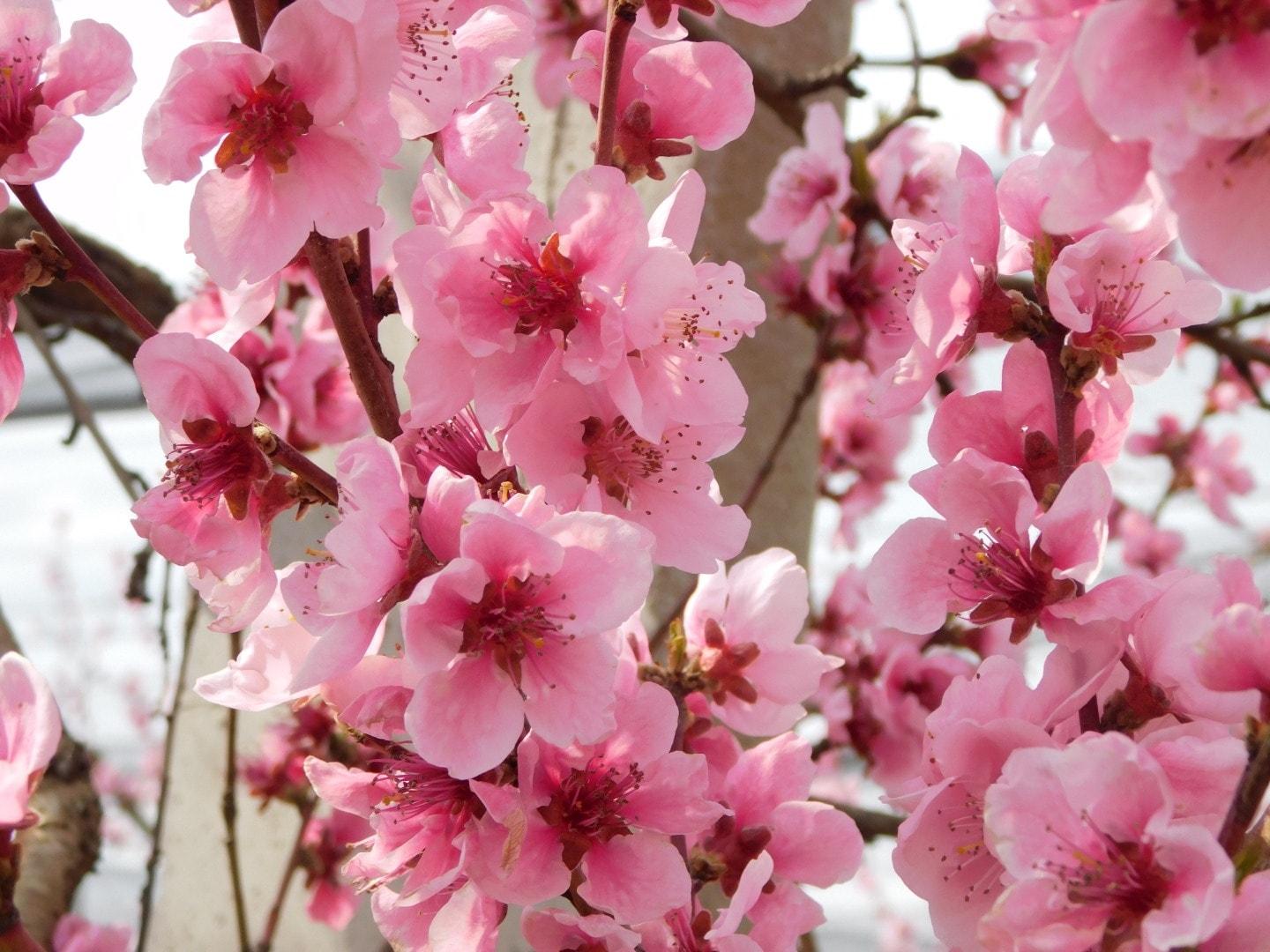 fiori rosa malpaga kurt