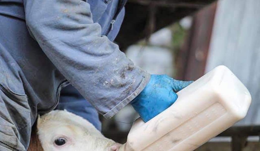 mucca azienda agricola cabas simone