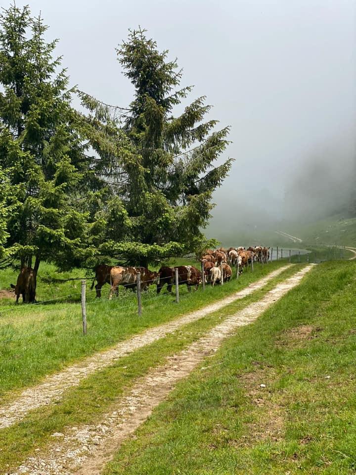mucche azienda agricola lireste
