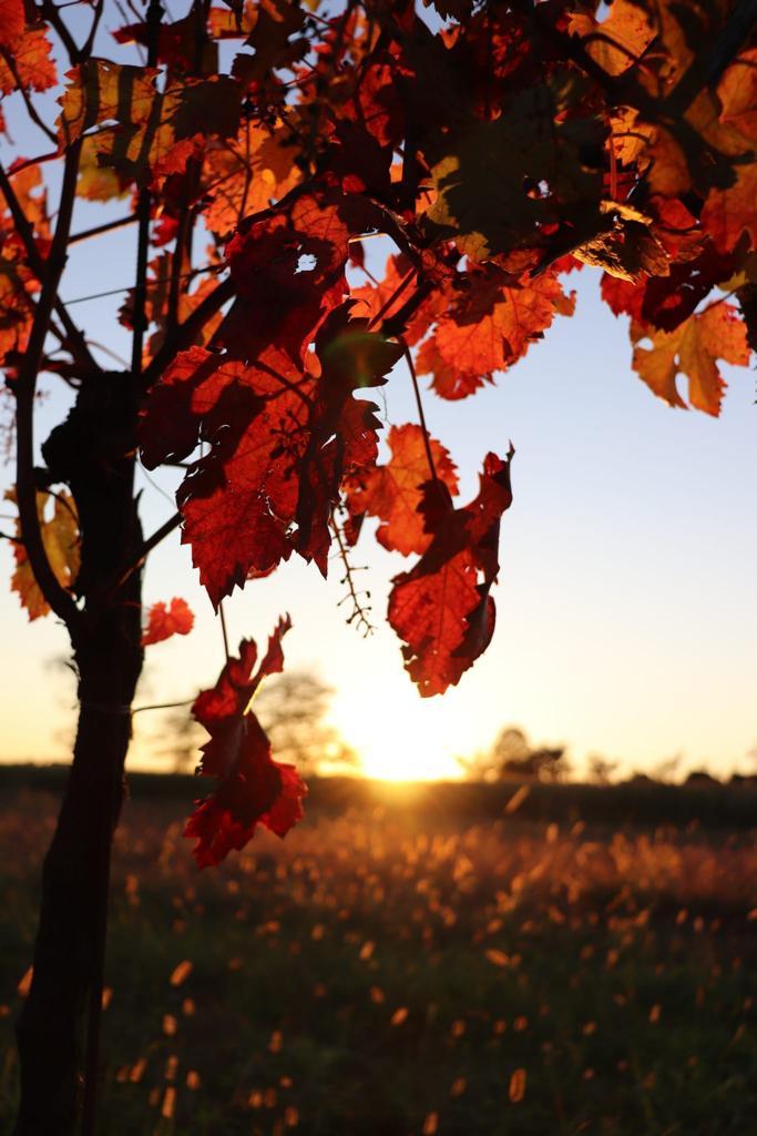 azienda agricola foschiatto