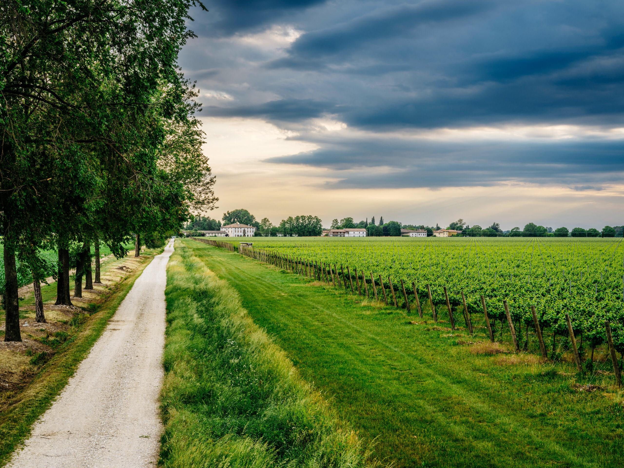 azienda forchir viticoltori in friuli