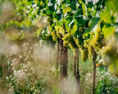 Vigneti Forchir, essenze spontanee tra i filari di viti.