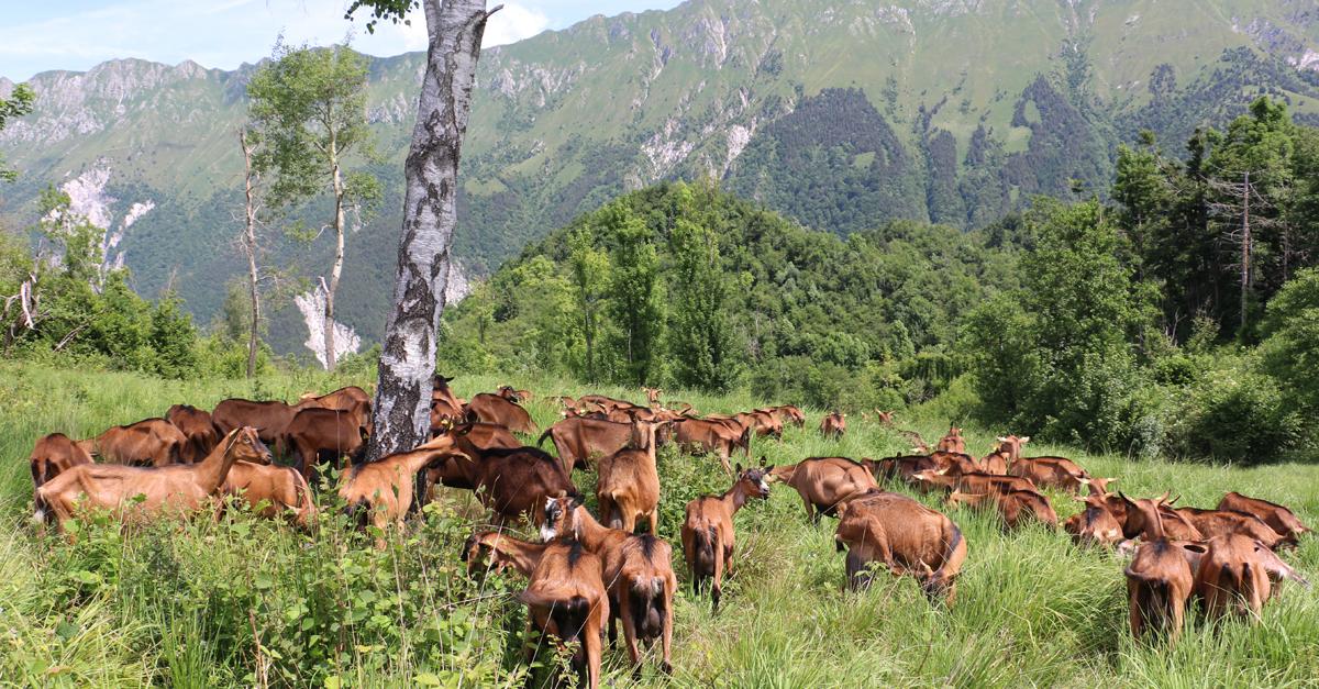 capre montagne azienda agricola zore