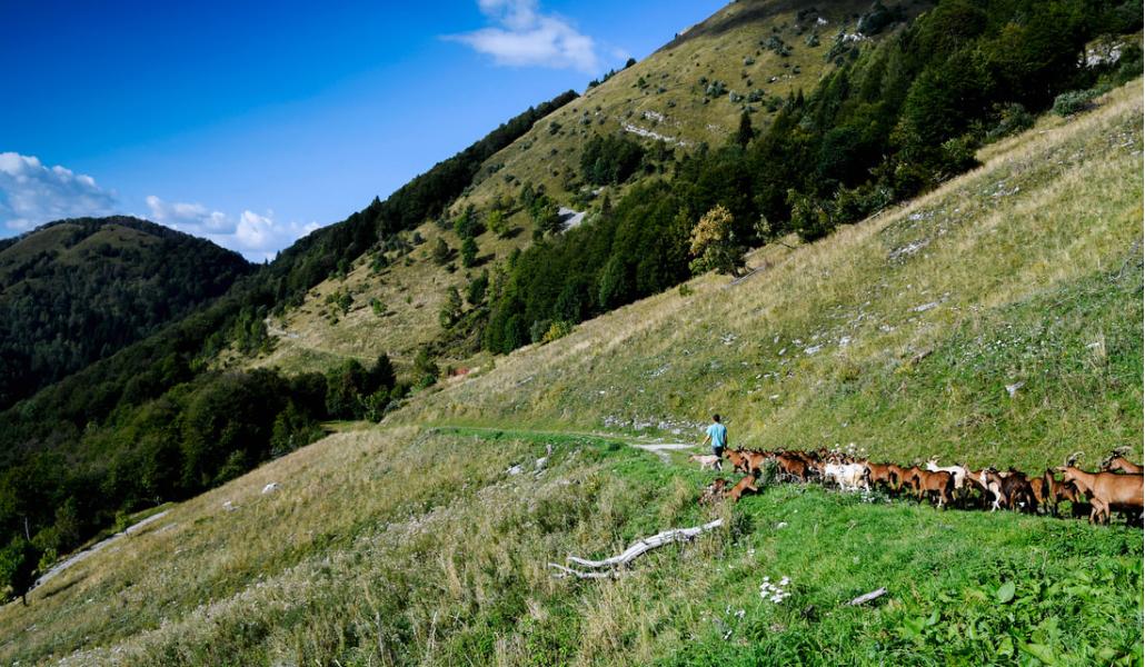 società agricola semplice fratelli pace