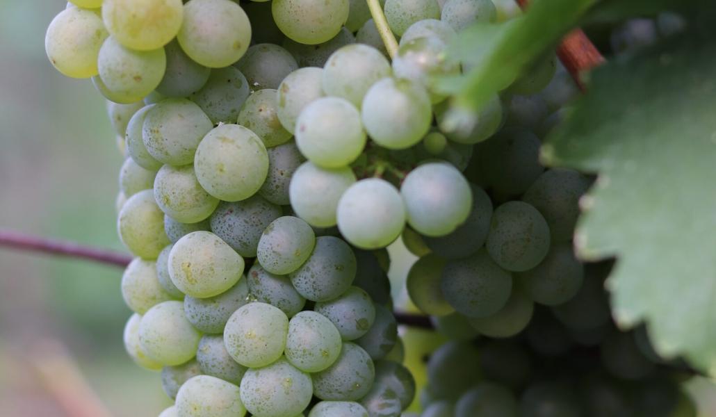 uva azienda agricola foschiatto