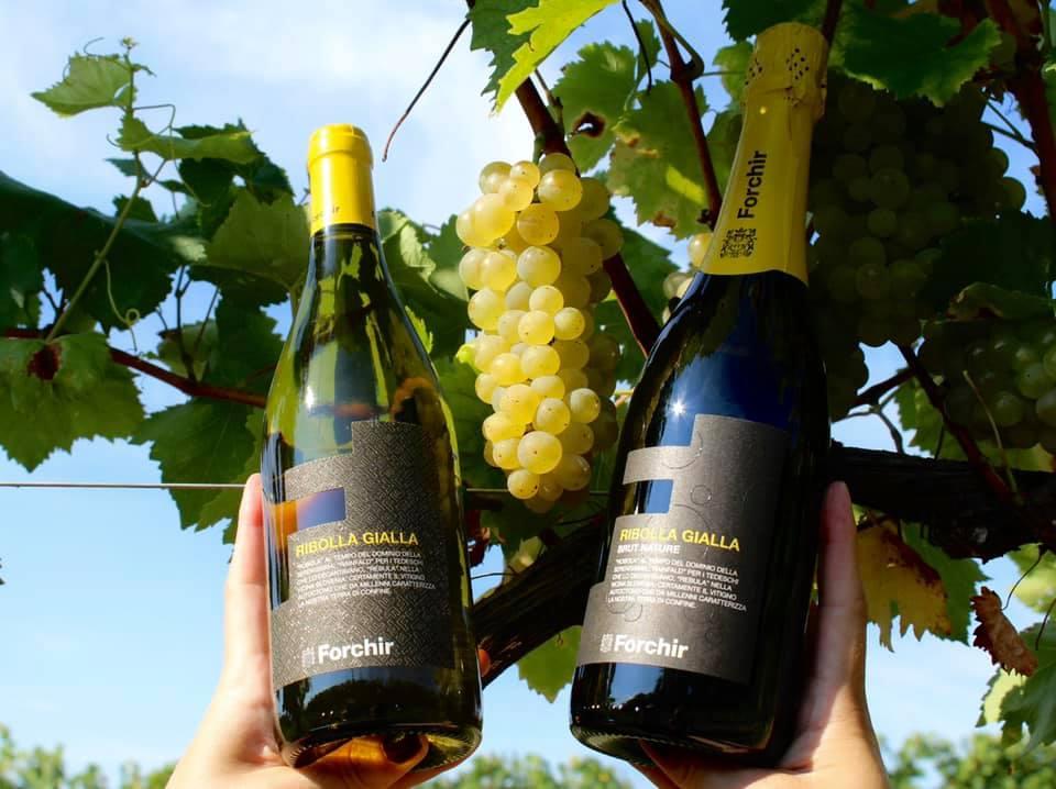 ribolla azienda forchir viticoltori in friuli