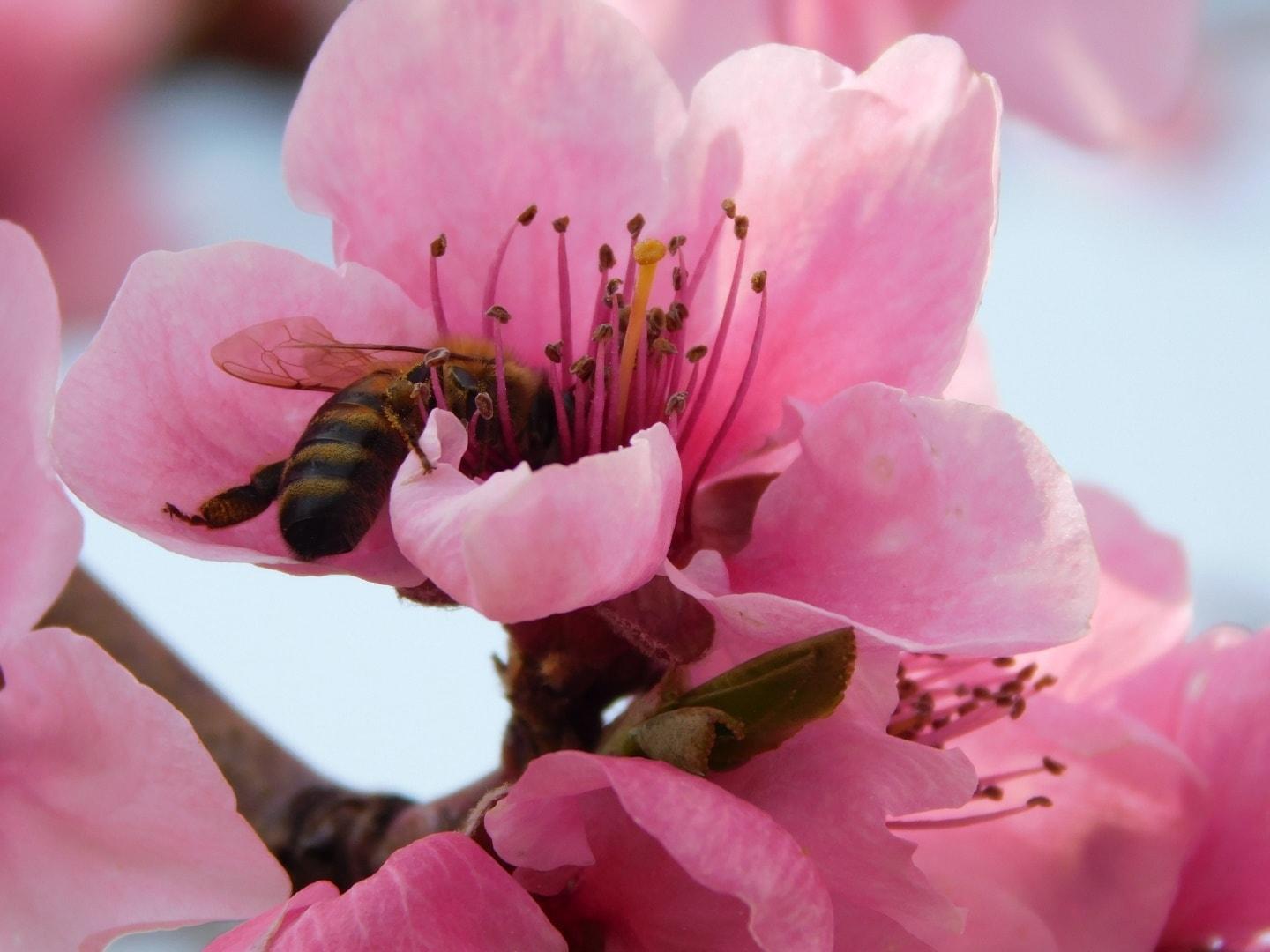 pesco in fiore malpaga kurt