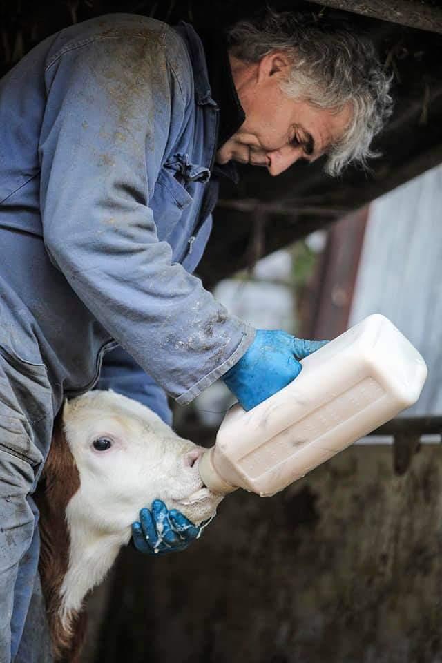 mucca azienda agricola cabas simone