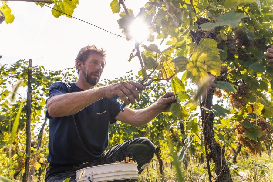 azienda agricola di gaspero flavia e umberto