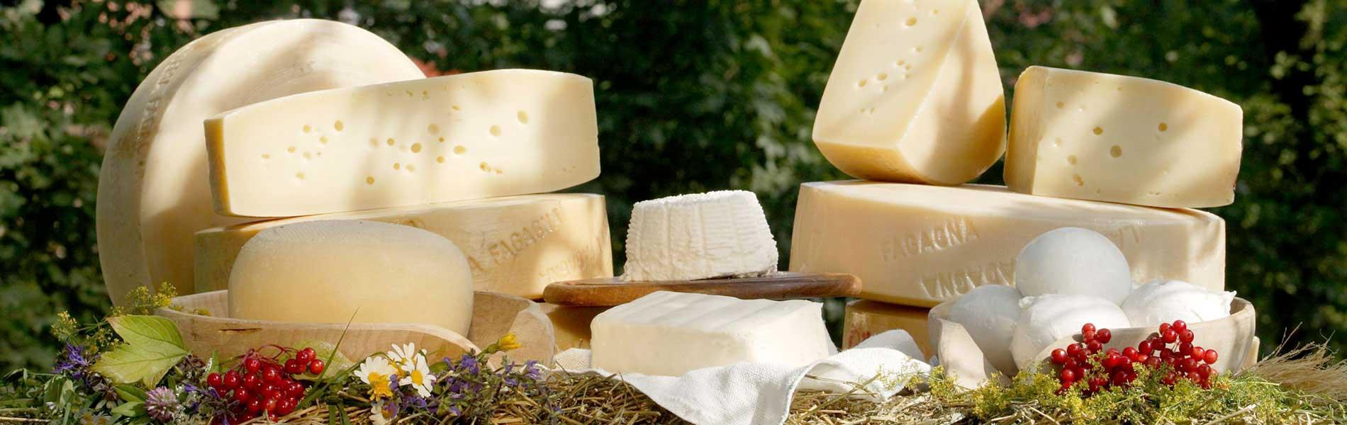 Formaggio Friulano, latteria di Borgo Paludo, Fagagna