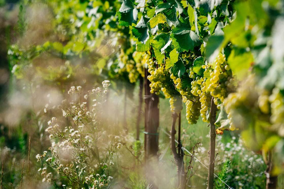 Vigneti Forchir, essenze spontanee tra i filari di viti.