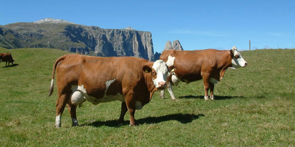 pezzata rossa italiana in fvg