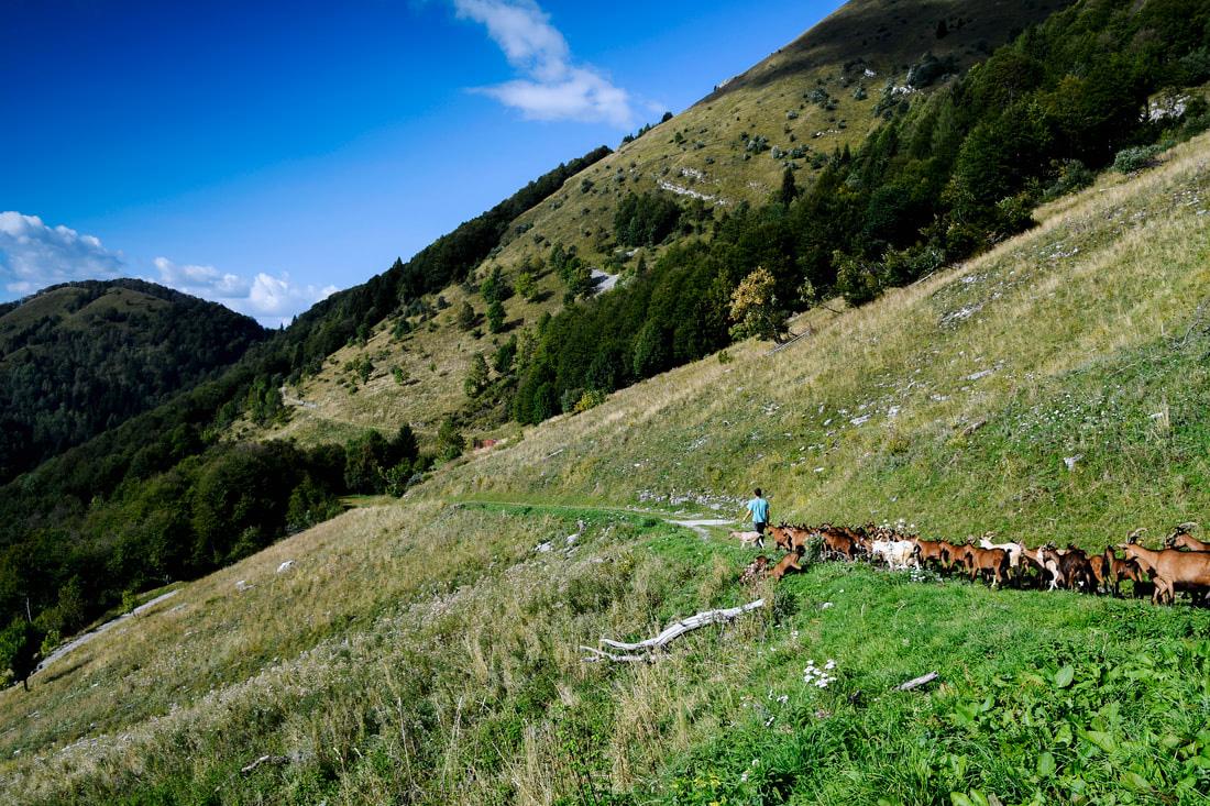 società agricola semplice fratelli pace