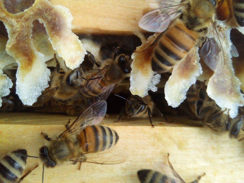 api azienda agricola dreosti corrado