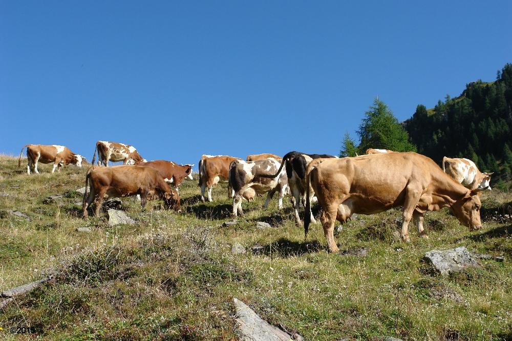 mucche caseificio sociale alto but