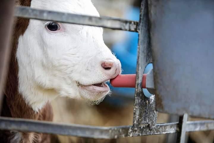 vitello azienda agricola cabas simone