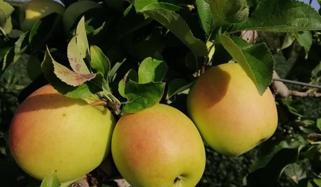 mele golden malpaga kurt