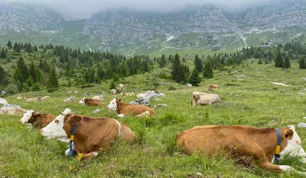mucche azienda agricola biologica la sisile