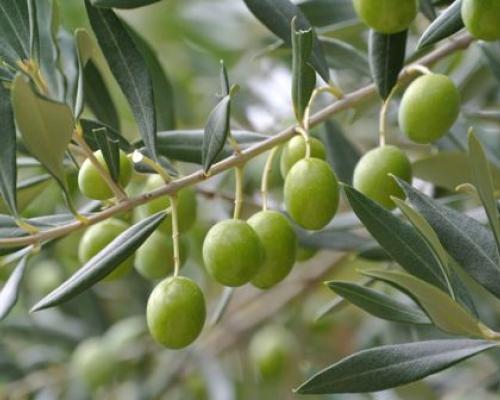 olive olio tergeste dop parovel