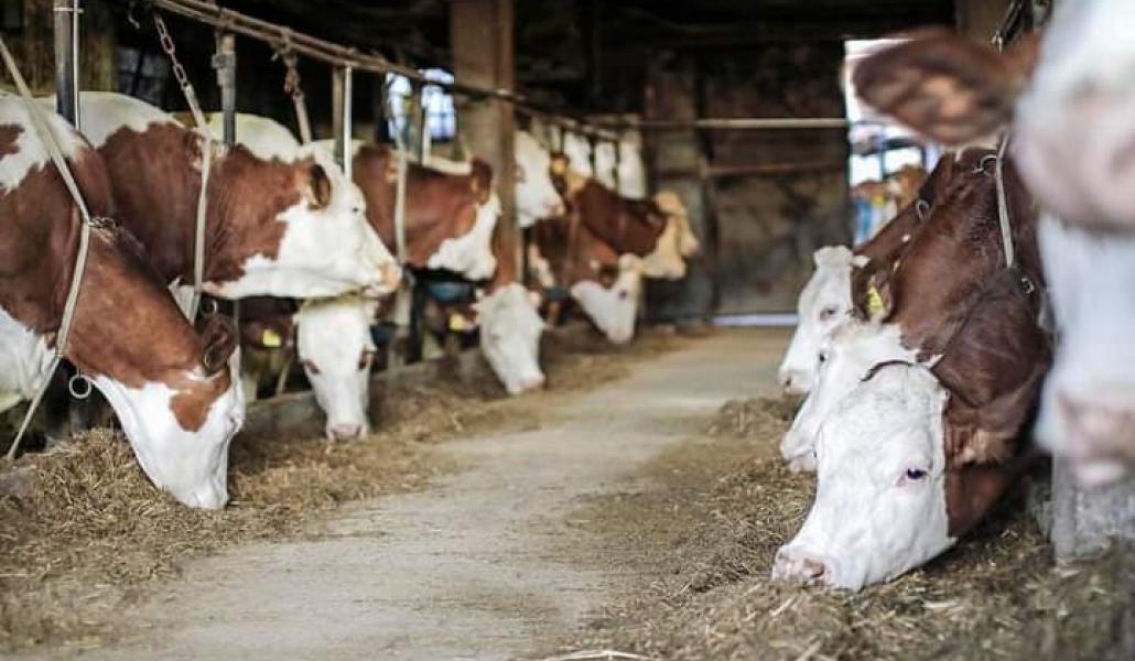 stalla azienda agricola cabas simone