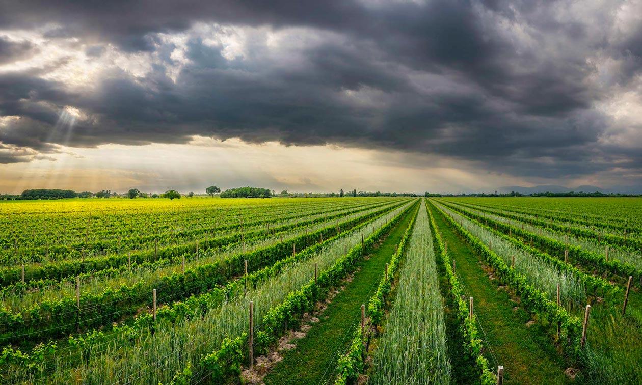 Camino al tagliamento